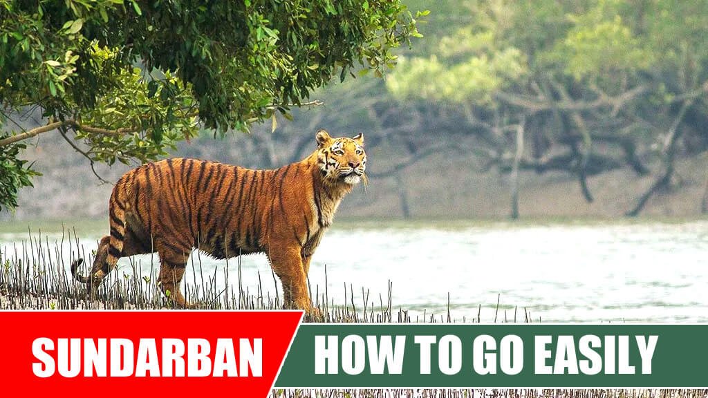 How To Go Sundarbans