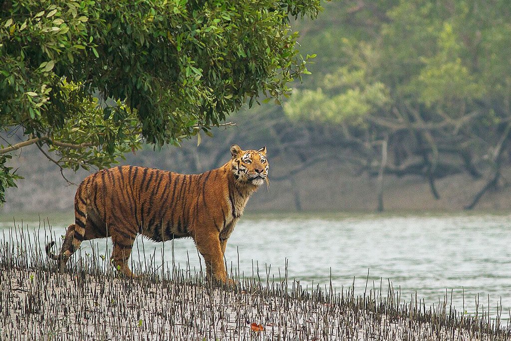 Sundarbans সুন্দরবন
