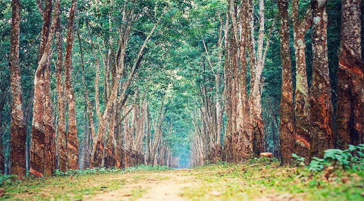 Ramu Rubber Garden coxs bazar